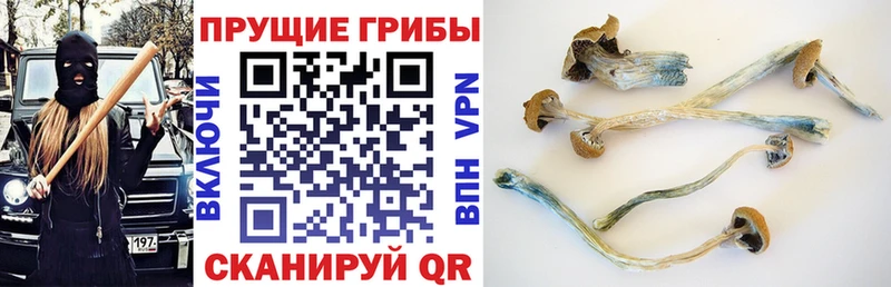 Псилоцибиновые грибы Cubensis  сколько стоит  Нерехта 